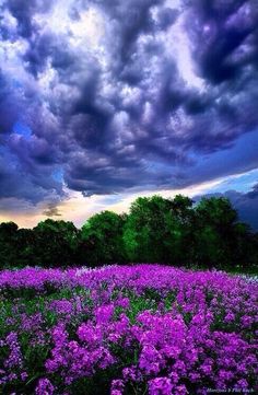 purple flowers are blooming in the field under a cloudy sky with trees and clouds