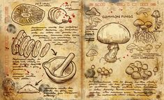 an open book with drawings on it and some mushrooms in the pages next to it