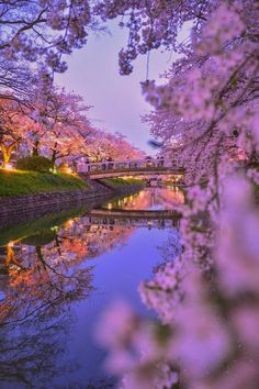 the trees are blooming and reflecting in the water at night, with lights shining on them