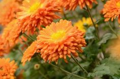 an orange flower is blooming in the garden