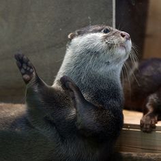 two otters are playing with each other in an enclosure