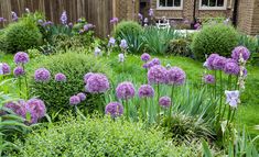 a garden with purple flowers and green plants in the foreground, next to a brick building