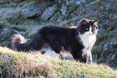 a black and white cat standing on top of a grass covered hillside