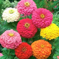 colorful flowers are blooming in the garden