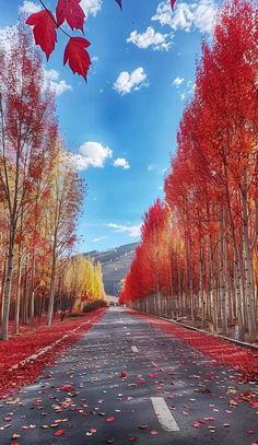 an empty road surrounded by trees with red leaves