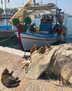 several cats laying on the ground next to a boat