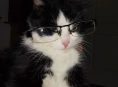 a black and white cat wearing glasses looking at the camera