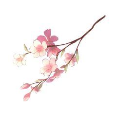 a branch with pink flowers on it against a white background