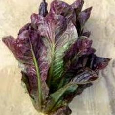 a close up of a leafy green and purple plant on a tile surface,