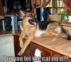 a dog sitting on top of a kitchen counter