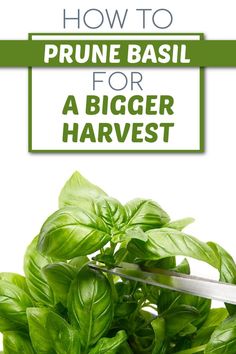 scissors snipping a basil plant with text overlay How to Prune Basil for a Bigger Harvest How To Trim Basil, How To Prune Basil, Prune Basil, Pruning Basil, Bushy Plants, Drying Fresh Herbs, Harvesting Basil, Growing Cilantro, Growing Basil