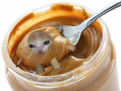 a small hamster in a jar with peanut butter