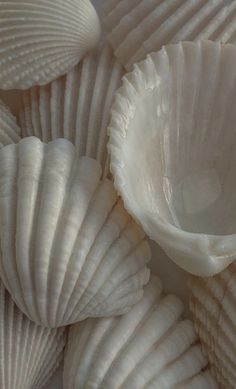 several white shells are stacked on top of each other