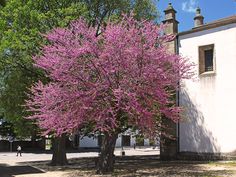 a pink tree in front of a white building