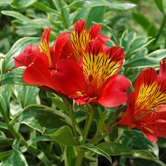 red and yellow flowers blooming in a garden