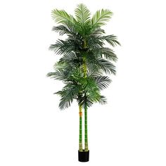 a tall palm tree in a black pot