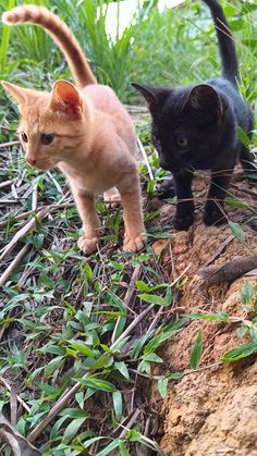 two kittens are walking on the ground near grass