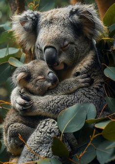 two koalas cuddle together in a tree, one is hugging the other