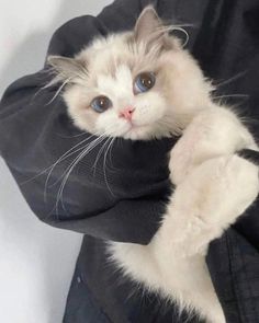 a person holding a white and gray cat in their arms while wearing a black jacket