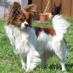 a small brown and white dog standing in the grass