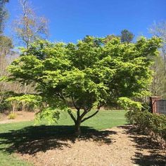 a small tree in the middle of a yard