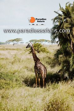 a giraffe standing in the middle of a grassy field next to palm trees