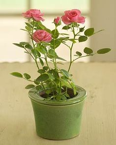 a small potted plant with pink roses in it