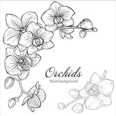 orchids on a white background with the words orchids in black and white ink