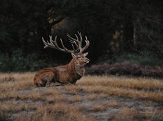 a deer sitting in the middle of a field