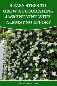 white flowers growing on the side of a building with text overlay that reads 8 easy steps to grow a flowering jasmine vine with almost no effort