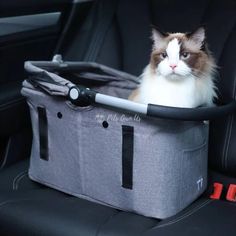 a cat sitting in the back seat of a car