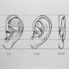 three different types of ears are shown in this drawing