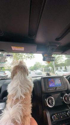 a dog sitting in the driver's seat of a car