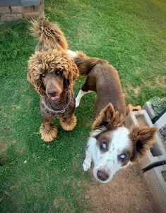 two dogs standing next to each other on top of a grass covered field and looking up at the camera