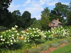 a house surrounded by lush green grass and white flowers