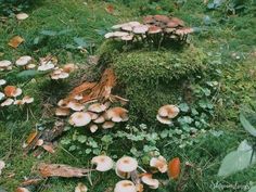 a group of mushrooms growing on the side of a tree stump in a green forest