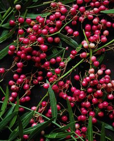 some red berries are growing on the tree