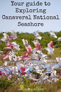 pink and white birds flying over water with text that reads your guide to exploring canaver national