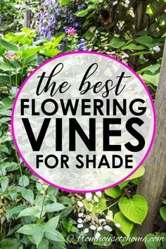 the best flowering vines for shade in your garden or yard with text overlay that reads, the best flowering vines for shade