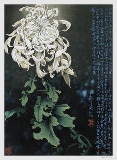 Chrysanthemum Painting, Japanese Flower Tattoo, Illustration Botanique, Japanese Flowers, Botanical Drawings, Japan Art, Chinese Painting, Ink Painting, Chrysanthemum