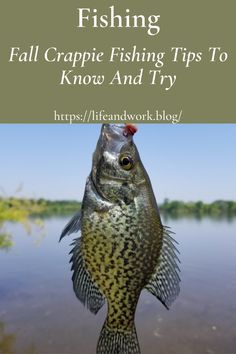 a fish that is in the water with text overlay reading fishing fall crappie fishing tips to know and try