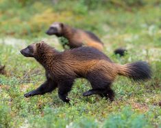 two small brown and black animals walking in the grass