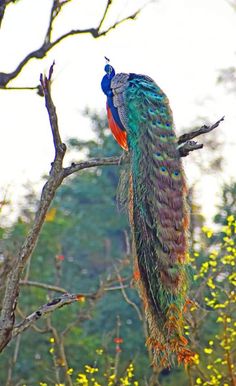 a colorful peacock sitting on top of a tree branch