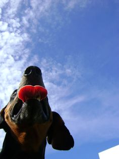 a black and brown dog with a red frisbee in its mouth looking up into the sky