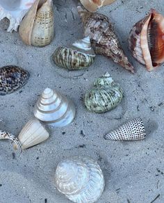 many different seashells are on the sand