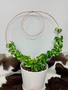 a potted plant sitting on top of a cow skin rug