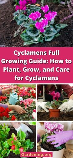 flowers and plants growing in pots with text that reads cyclamens full growing guide how to plant, grow and care for cyclamens