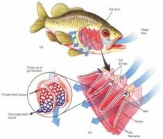 an image of fish anatomy with labels on it