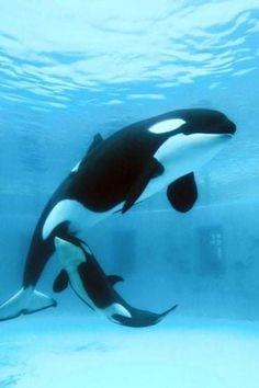 two orca whales swimming in an aquarium