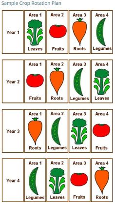 Vegetable Growing Cheat Sheet, Florida Gardening, Fall Garden Vegetables, Crop Rotation, Diy Gardening, Plant List